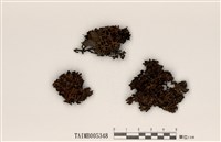 藏品(綿腹衣屬)的圖片